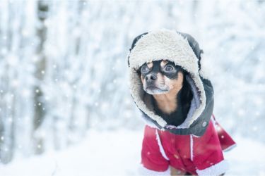 Winter-Urlaub mit dem Hund